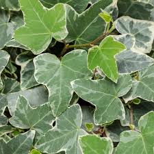 Attēlu rezultāti vaicājumam “Hedera helix”