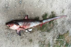 Image result for Alopias vulpinus