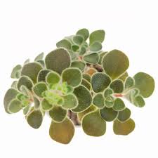 Image result for Aichryson