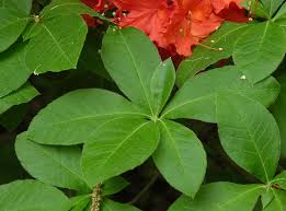 Attēlu rezultāti vaicājumam “Rhododendron calendulaceum flower”