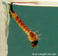 Attēlu rezultāti vaicājumam “Orthosia sp. larva”