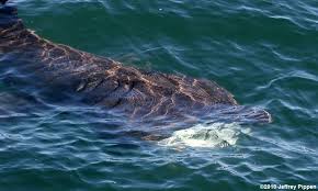 Image result for Cetorhinus maximus