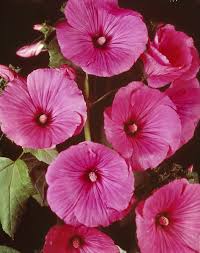 Image result for Lavatera trimestris