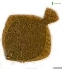 Image result for Scophthalmus maximus