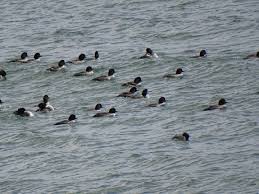 Attēlu rezultāti vaicājumam “Bucephala clangula juvenile”