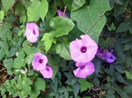 Image result for Ipomoea Lavender
