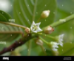 Attēlu rezultāti vaicājumam “Frangula alnus flower”