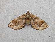 Attēlu rezultāti vaicājumam “Pelurga comitata”