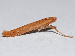 Attēlu rezultāti vaicājumam “Caloptilia hemidactylella”