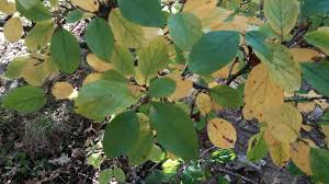 Attēlu rezultāti vaicājumam “Cotoneaster multiflorus leaf”