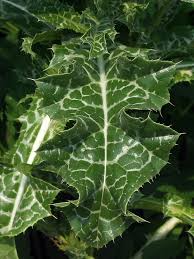 Image result for Silybum marianum