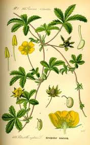 Attēlu rezultāti vaicājumam “Potentilla reptans flower”