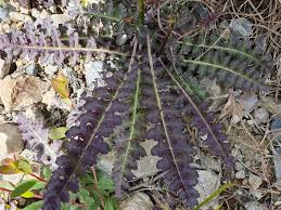 Attēlu rezultāti vaicājumam “Pedicularis sceptrum-carolinum”