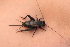 Attēlu rezultāti vaicājumam “Gryllus domesticus”