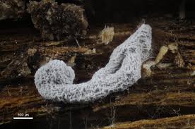 Attēlu rezultāti vaicājumam “Physarum penetrale macro”