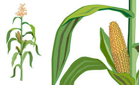 Image result for Mais