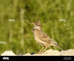 Image result for Galerida cristata
