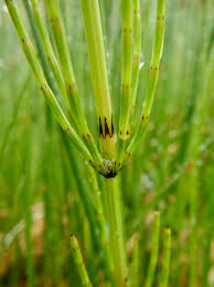 Attēlu rezultāti vaicājumam “Equisetum palustre”