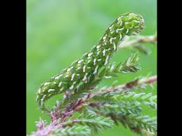 Attēlu rezultāti vaicājumam “Anarta myrtilli larva”