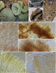 Attēlu rezultāti vaicājumam “Chlorencoelia versiformis”
