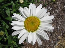 Image result for Chrysanthemum leucanthemum