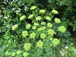 Attēlu rezultāti vaicājumam “Heracleum sphondylium subsp. sibiricum”