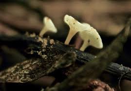 Attēlu rezultāti vaicājumam “Hymenoscyphus sp.”