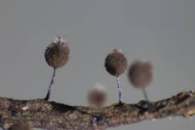 Attēlu rezultāti vaicājumam “Symphytocarpus flaccidus plasmodium”