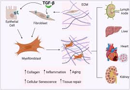 Image result for egedal tehron
