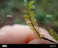 Attēlu rezultāti vaicājumam “Plagiochila porelloides”