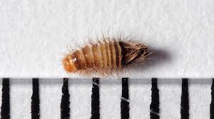 Attēlu rezultāti vaicājumam “Anthrenus sp. larva”