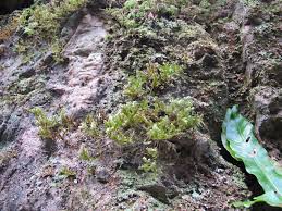 Attēlu rezultāti vaicājumam “Taxiphyllum wissgrillii”