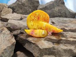 Afbeeldingsresultaat voor northern lights tomato