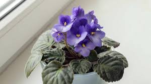 Image result for violet
