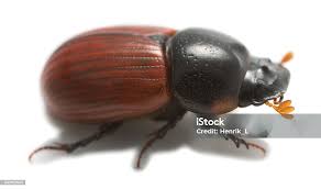 Attēlu rezultāti vaicājumam “Aphodius sp.”