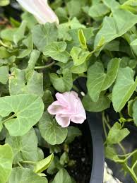 Attēlu rezultāti vaicājumam “Calystegia inflata leaf”