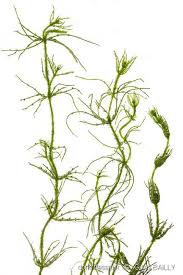 Attēlu rezultāti vaicājumam “Chara hispida”