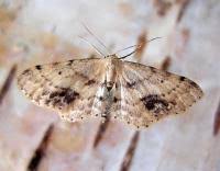 Attēlu rezultāti vaicājumam “Idaea dimidiata”