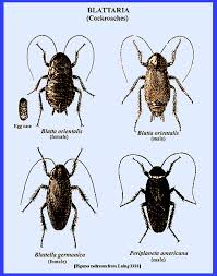 Attēlu rezultāti vaicājumam “Blattoptera”