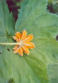 Attēlu rezultāti vaicājumam “Trachyspora intrusa”