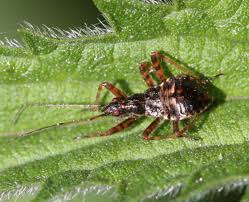 Attēlu rezultāti vaicājumam “Himacerus apterus”