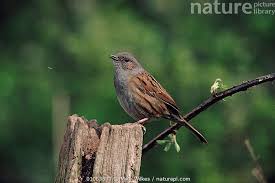 Attēlu rezultāti vaicājumam “Prunella modularis”