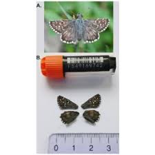 Attēlu rezultāti vaicājumam “Pyrgus alveus”