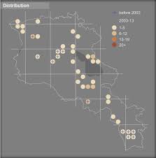 Attēlu rezultāti vaicājumam “Agrodiaetus damon”