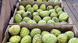 Image result for Thaddus Haenke