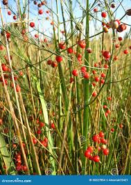 Attēlu rezultāti vaicājumam “Asparagus officinalis fruit”