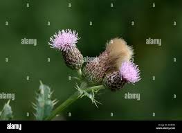 Attēlu rezultāti vaicājumam “Cirsium arvense flower”