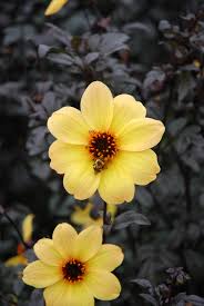 Image result for Dahlia hybrid.