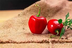 Afbeeldingsresultaat voor red rocoto hot pepper