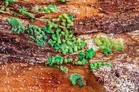 Attēlu rezultāti vaicājumam “Cribraria purpurea plasmodium”